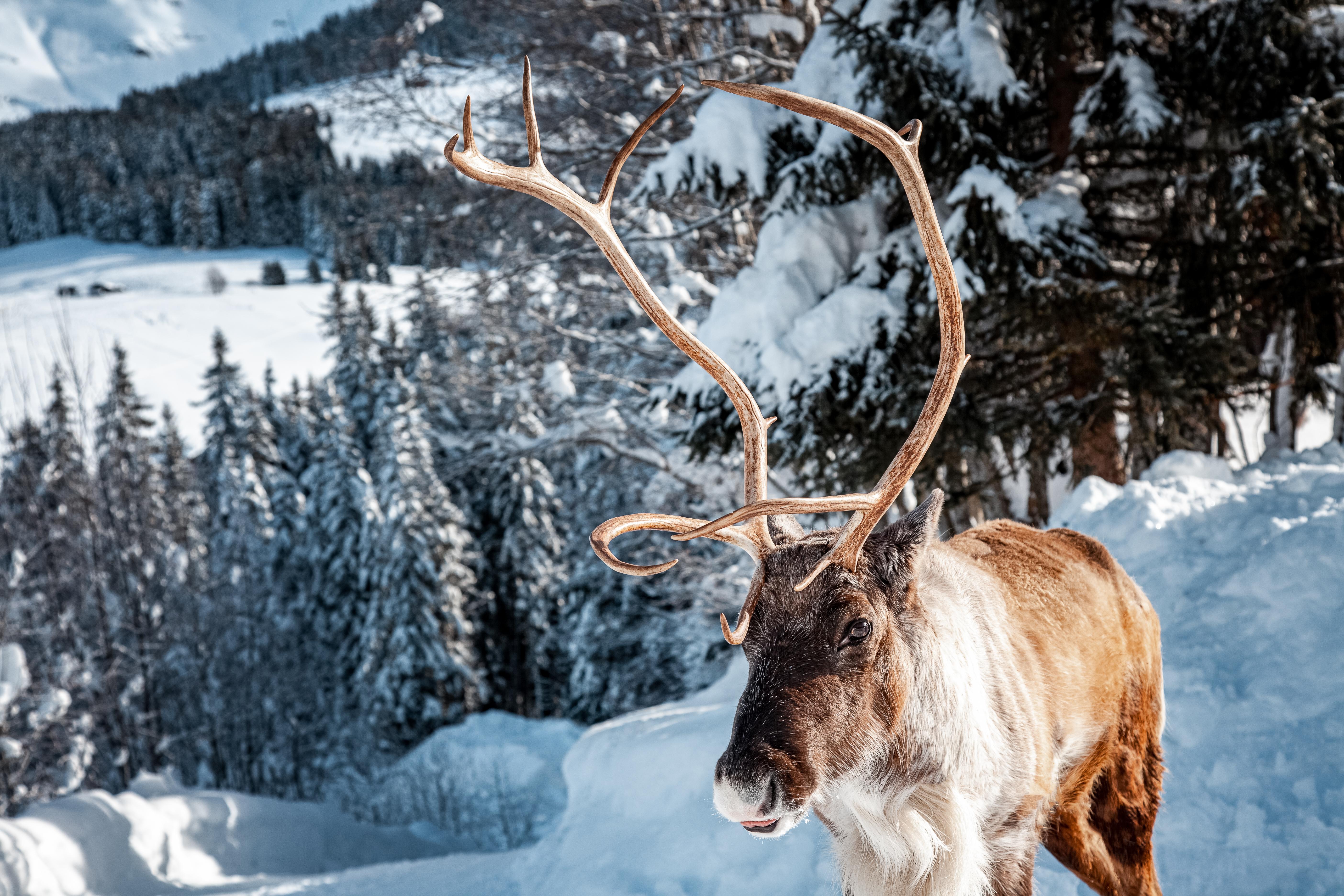 Hotel L'Arboisie Megève Kültér fotó